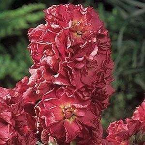   Vintage Copper Repeat Bloom Fragrant 5 seeds Patio, Lawn & Garden