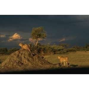 National Geographic, Cheetahs on the Lookout, 20 x 30 Poster Print 