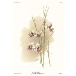    Vanda Hookeriana by Reichenbachia Orchids 18x23