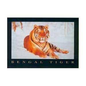  Wildlife Posters Bengal Tiger   Sitting In Snow Poster 