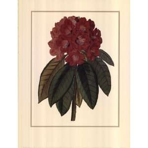  Rhododendron Rojo by Rafael Landea 12x16