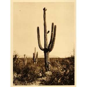  1925 Giant Saguaro Cactus Cereus Mexico Hugo Brehme 