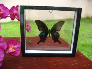 THE BLUE PARIS Butterfly Double Glass Black Frame  
