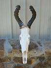 XL Red Hartebeest skull/antl​ers/taxide​rmy/home decor