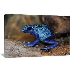  Blue Poison Dart Frog   Gallery Wrapped Canvas   Museum 