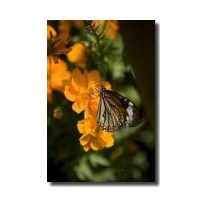 Butterfly Cosmos Flower Chiang Mai Thailand Giclee Print  