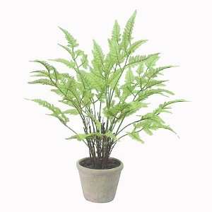  SONOMA life + style Artificial Fern