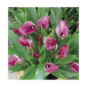  Pink Gem and Crystal Blush Calla Lily Seeds Patio, Lawn & Garden