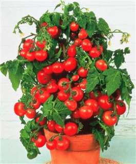 Pot n Patio Cherry Tomato 25 Seeds Pase Seeds  