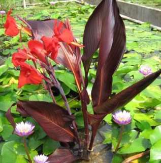 If you like bold, beautiful and bright, you will love our Cannas.