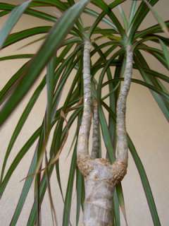   dracaena marginata can grow to 15 feet in height its foliage is a near