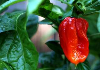 Trinidad Scorpion Chile Pepper 4 Plants   Outrageously Hot  