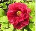 old big red flower china s poppy peony seeds paeonia