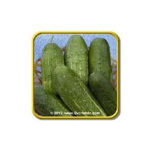   Calypso   Bulk Hybrid Pickling Cucumber Seeds Patio, Lawn & Garden
