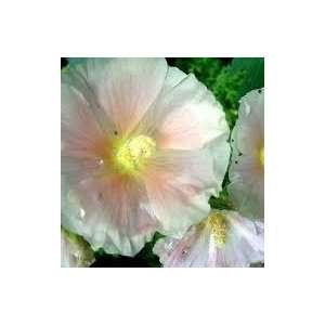  White/yellow/pink Hollyhock Seed pack Patio, Lawn 
