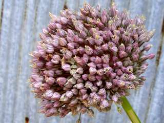 Bulbs ~ Lavender Large Ball Allium Flower  