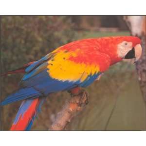  Macaw Parrot Bird Tropical   Photography Poster   16 x 20 