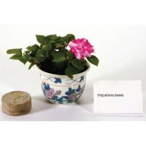  Impatiens   Ceramic Pot Grow Kit Patio, Lawn & Garden