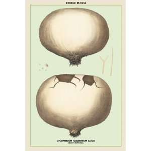  Edible Fungi Giant Puff Ball   Poster (12x18)