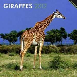  Giraffes 2012 Wall Calendar 12 X 12