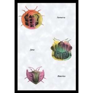   Beetles of Sumatra Java and America #1 24x36 Giclee