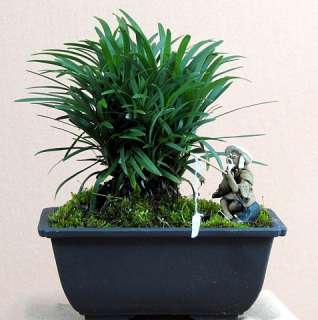 Kyoto Dwarf Mondo Grass Bonsai   Ophiopogon   Indoor/Out  