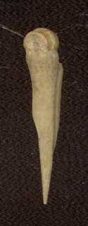 Indian Artifacts  Nice Indiana Green Dove Tail Point Arrowhead  