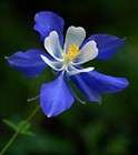 500 Columbine Colorado Blue Flower Seeds