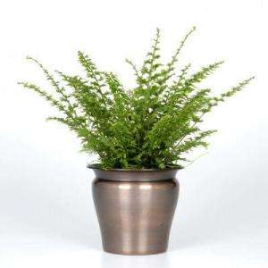 Exotic Angel Plants 4 1/2 in. Fern Green Fantasy in Hand Crafted 