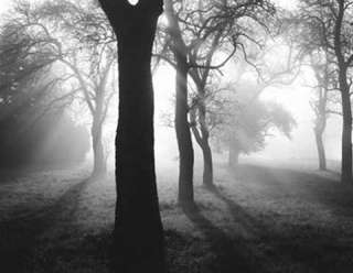  , Tom   Bäume im Nebel I   Kunstdruck Artprint   Grösse 90x70 cm