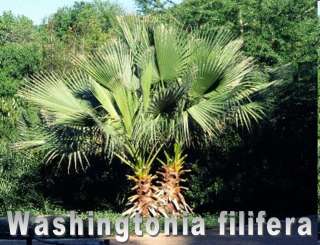 Washingtonia filifera * Priesterpalme * 100 Samen  