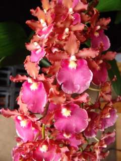 ONCOSTELE PIQUANT LUSCIOUS BLOOMING SIZE ORCHID PLANT 4 POT  