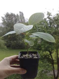 Kratom Steckling (Mitragyna Speciosa) Rifat Klon in Berlin 