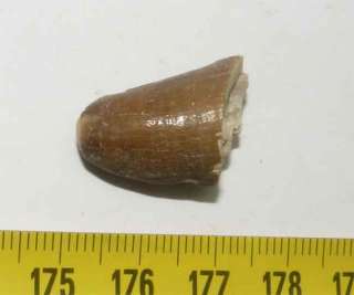   1 dent de Mosasaure ( dinosaure   2.4 cms   003 )