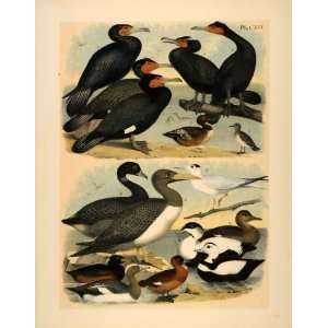 1881 Chromolithograph Birds Cormorant Duck Booby Gannet 