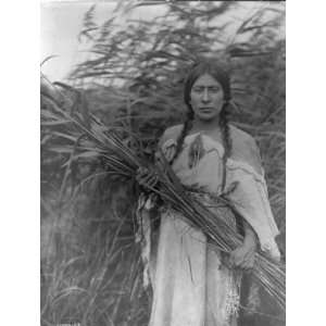  1908 The rush gatherer. Indian woman holding rushes.