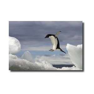 Adelie Penguin Pygoscelis Adeliae Brown Bluff Antarctic Peninsula 