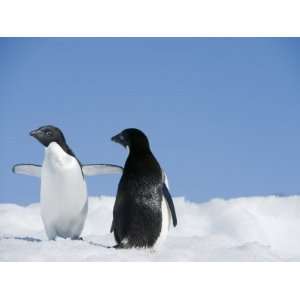  Two Adelie Penguins, Pygoscelis Adeliae, on the Antarctic 