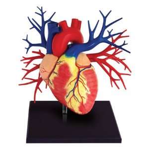   Tedco Human Anatomy   Deluxe Heart Anatomy Model Toys & Games