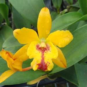 SC41 Orchid Plant Cattleya Pot Burana Beauty X Lc Bright Angel  
