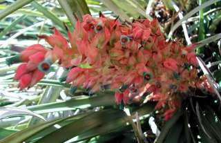 Rare pink & turquoise Puya dyckioides   Exotic Bromeliad  