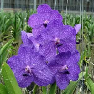 HV05 Orchid Plant Ascocenda Princess Mikasa Blue  