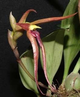   wondering how to care for your new orchids check out our care sheets