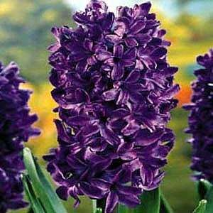    Peter Stuyvesant Hyacinth 10 Bulbs   FRAGRANT Patio, Lawn & Garden