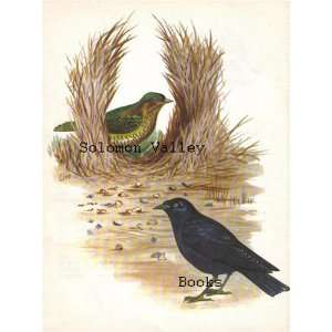  Satin Bower bird (Passeriformes) Colour Plate 9 1/2 X 7 