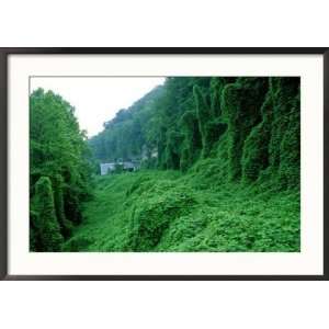 Kudzu, Introduced to Control Erosion, Now a Pest Plant Collections 