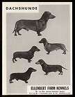 1939 dachshund dogs photo ellenbert kennels ct dog breeder vintage