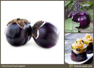 Round Purple Eggplant