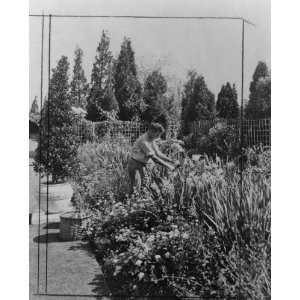  early 1900s photo Gardener working in Blue Garden, A.C. James 