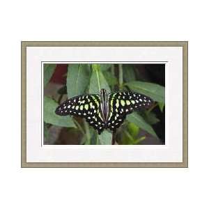  Jay Butterfly Ellicott City Maryland Framed Giclee Print 